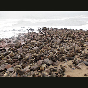 Cape Cross - Otarie