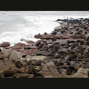 Cape Cross - Otarie