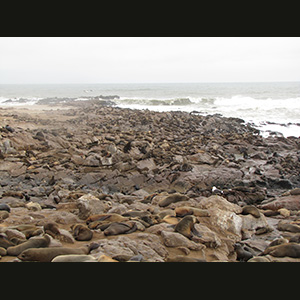 Cape Cross - Otarie