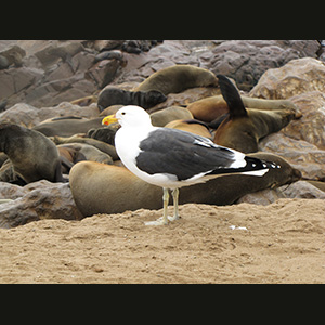 Cape Cross - Otarie