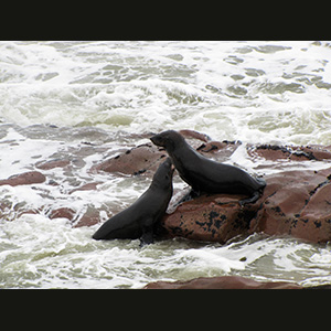 Cape Cross - Seals