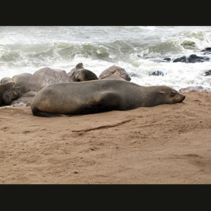 Cape Cross - Otarie