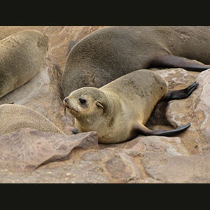 Cape Cross - Otarie