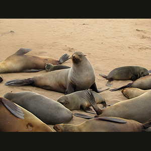 Cape Cross - Otarie