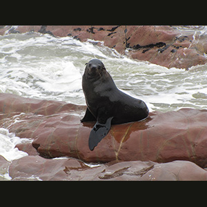 Cape Cross - Otarie