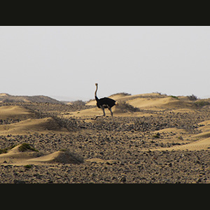 Twyfelfontein - Struzzo