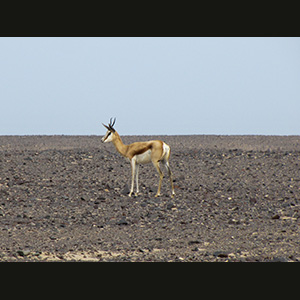 Twyfelfontein - Springbok