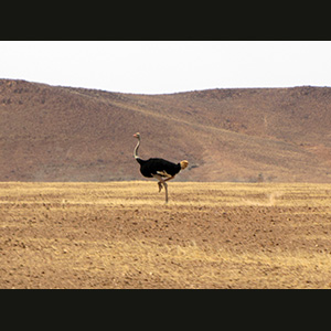 Twyfelfontein - Struzzo