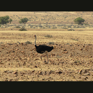 Twyfelfontein - Struzzo