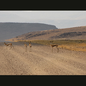 Twyfelfontein - Struzzo