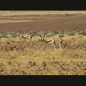 Twyfelfontein - Springboks