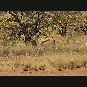 Twyfelfontein - Springboks