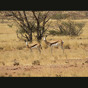 Twyfelfontein - Springboks