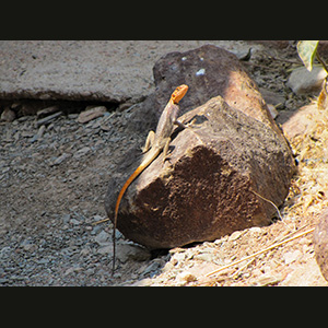 Twyfelfontein - Lucertola