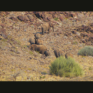 Twyfelfontein - Elephants