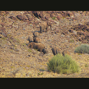 Twyfelfontein - Elefanti