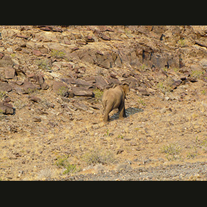 Twyfelfontein - Elefanti