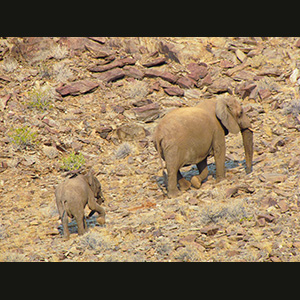 Twyfelfontein - Elefanti