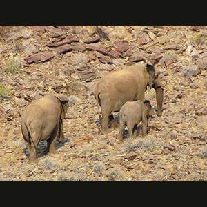 Twyfelfontein - Elefanti