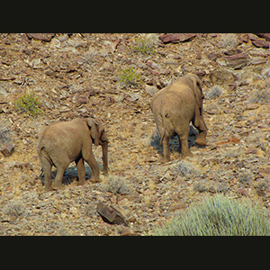 Twyfelfontein - Elefanti