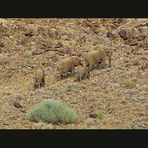 Twyfelfontein - Elefanti