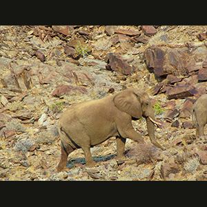 Twyfelfontein - Elephant