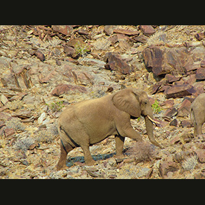 Twyfelfontein - Elefante