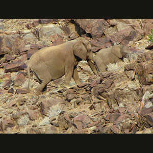 Twyfelfontein - Elefante