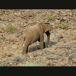 Twyfelfontein - Elefante