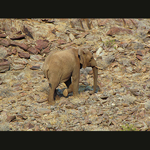 Twyfelfontein - Elefante