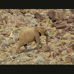 Twyfelfontein - Elefante