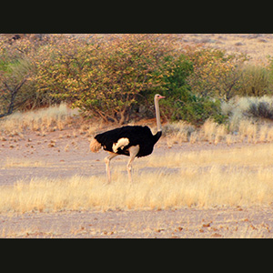 Twyfelfontein - Ostrich