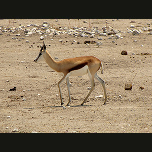 Etosha - Springbok