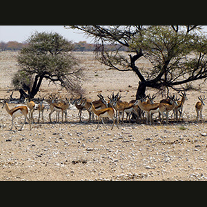 Etosha - Springboks