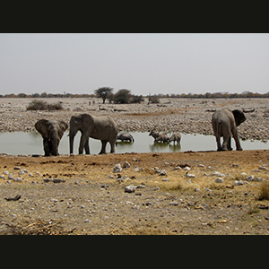 Etosha - Elefanti