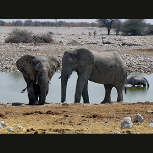 Etosha - Elefanti