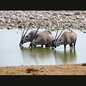 Etosha - Orici