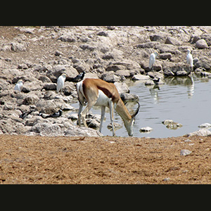 Etosha - Springbok