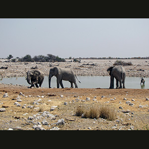 Etosha - Elefanti