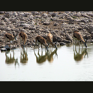 Etosha - Springboks