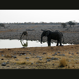 Etosha -Elephant and Giraffe