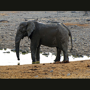 Etosha - Elefante