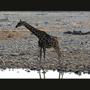 Etosha - Giraffa