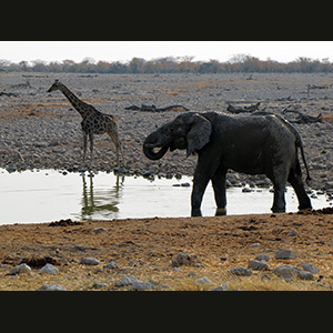 Etosha - Elefante e giraffa