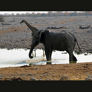 Etosha - Elefante e giraffa