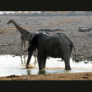 Etosha -Elephant and Giraffe