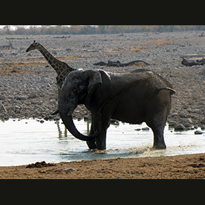 Etosha - Elefante e giraffa