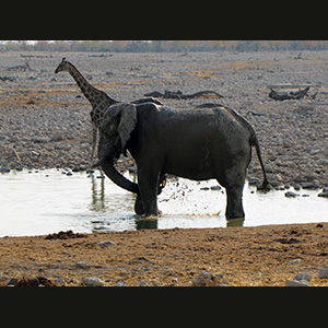 Etosha - Elefante e giraffa