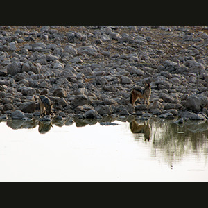 Etosha - Sciacalli