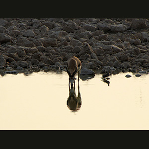 Etosha - Springbok